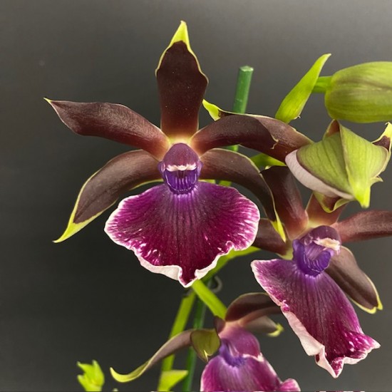 Zygopetalum Louisendorf Zygopetalum Louisendorf