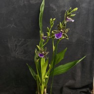 Zygopetalum Trozy Blue Zygopetalum Trozy Blue