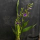 Zygopetalum Trozy Blue