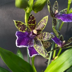 Zygopetalum Trozy Blue