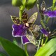 Zygopetalum Trozy Blue