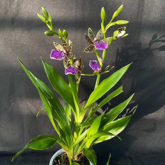 Zygopetalum Trozy Blue