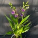 Zygopetalum Trozy Blue