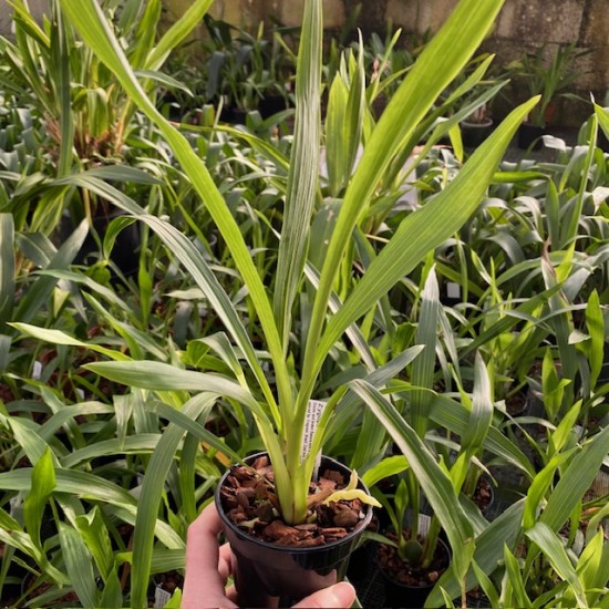 Zygopetalum crinitum