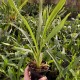 Zygopetalum crinitum
