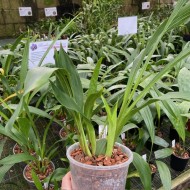 Zygopetalum crinitum