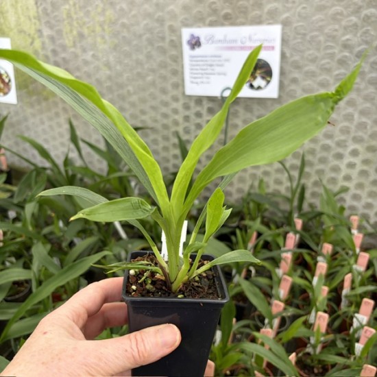 Zygopetalum crinitum Zygopetalum crinitum
