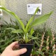 Zygopetalum crinitum Zygopetalum crinitum