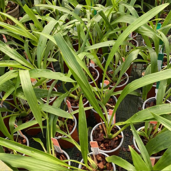 Zygopetalum crinitum