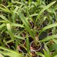Zygopetalum crinitum