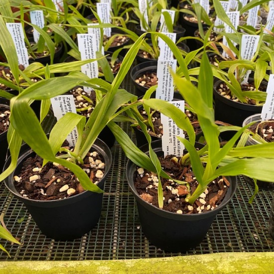 Zygopetalum maxillare Zygopetalum maxillare
