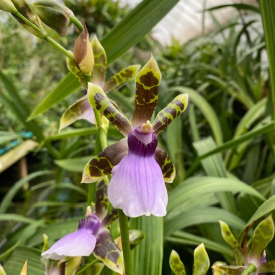 Zygopetalum maxillare Zygopetalum maxillare