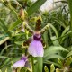 Zygopetalum maxillare Zygopetalum maxillare