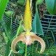 Bulbophyllum lobbii