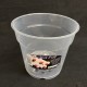 Clear Pot (Orchid Focus) - 15cm