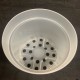 Clear Pot (Orchid Focus) - 17cm