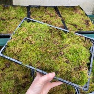 Decorative Flat Moss