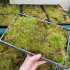 Decorative Flat Moss