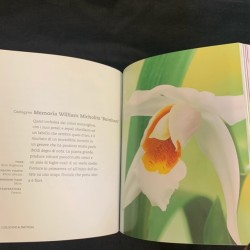 Orchidee - small Italian copy
