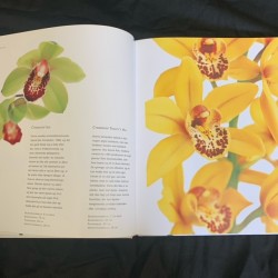 Orkidéer - En Introduktion (Danish Copy)