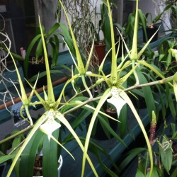 Brassia verrucosa 'Sea Breeze'
