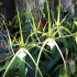 Brassia verrucosa var. majus