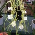 Brassia verrucosa 'Sea Breeze'