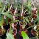 Bulbophyllum longiscapum