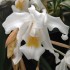 Coelogyne cristata