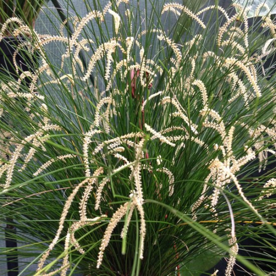 Dendrochilum tenellum