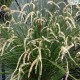 Dendrochilum tenellum