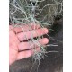 Tillandsia usneoides