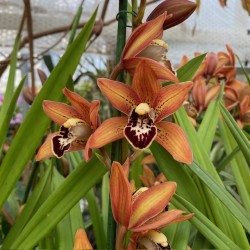 Cymbidium orange Cymbidium orange
