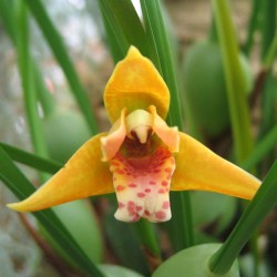 Maxillaria tenuifolia 'Yellow'