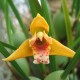 Maxillaria tenuifolia 'Yellow'