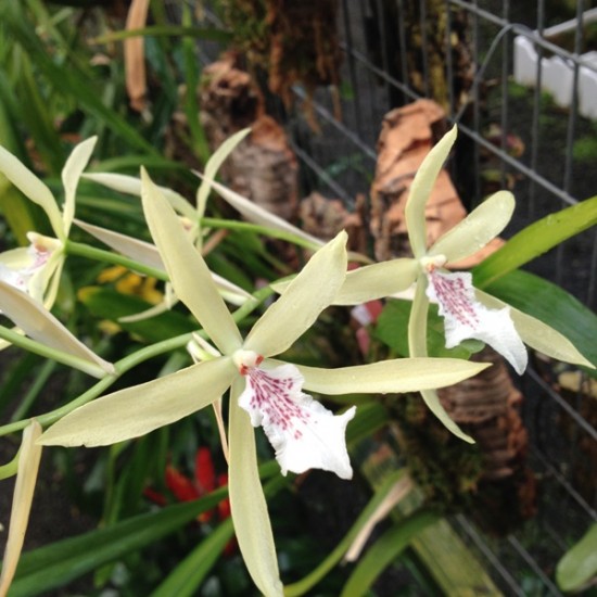 Miltonia flavescens Miltonia flavescens