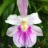 Miltonia spectabilis