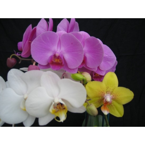 Flowering Phalaenopsis Collection (3 plants)