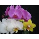 Flowering Phalaenopsis Collection (3 plants)