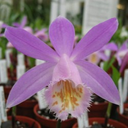 Pleione formosana 