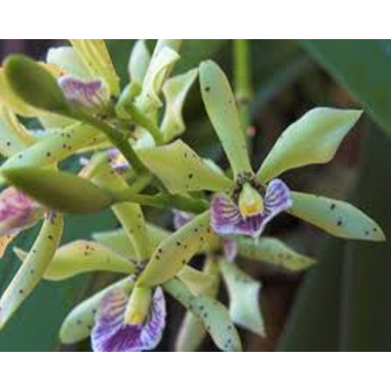 Prosthechea Edith Arakawa