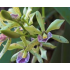 Prosthechea Edith Arakawa