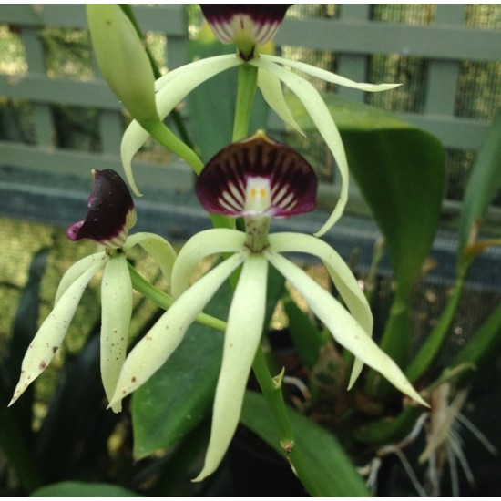 Prosthechea Green Hornet