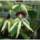Prosthechea Green Hornet