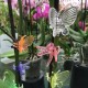 Dragonfly Clips