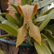 Bulbophyllum grandiflorum