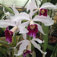 Cattleya purpurata Cattleya purpurata