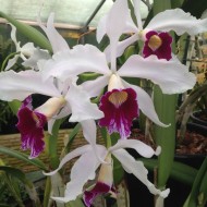 Cattleya purpurata