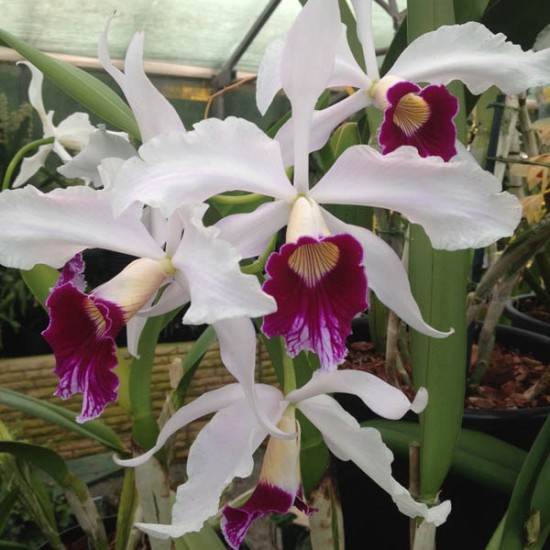 Cattleya purpurata Cattleya purpurata