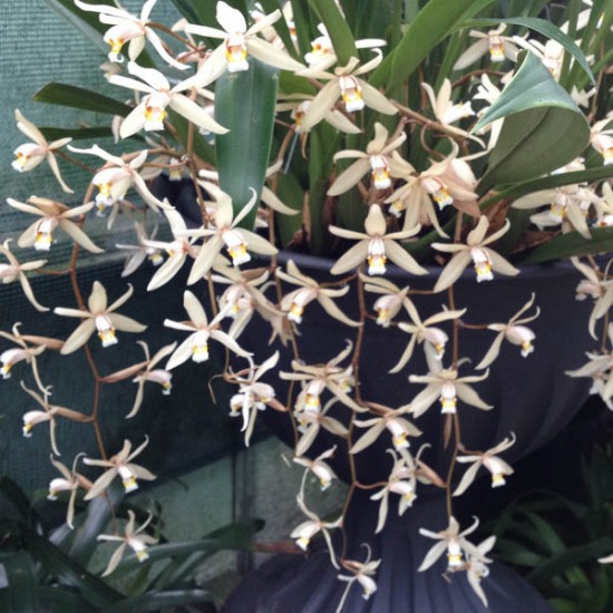 Coelogyne flaccida "Becky Falls‟